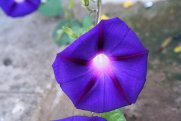 eine lichtblume oder flor de luz